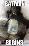 Image result for Angry Bat Funny