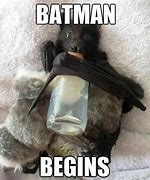 Image result for Brown Bat Dog Meme