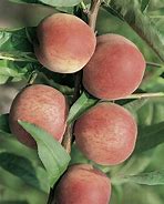 Image result for Prunus persica Johny Brack