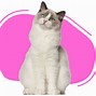 Image result for Tabby Ragdoll Cat