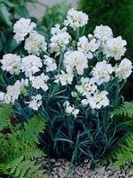 Image result for Dianthus plumarius Mrs Sinkins