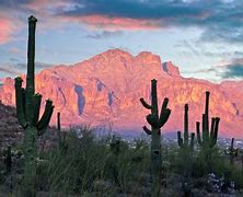 Image result for Arizona Desert Cactus Flowers Sunset