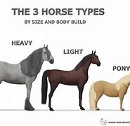 Image result for Horse Kinds