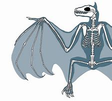 Image result for Bat Skeleton Labeled