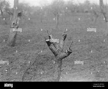 Image result for Grafting Apple Trees