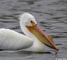 Image result for Pelican 8030