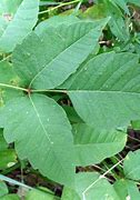 Image result for Poison Oak Leaves of Three