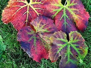 Image result for Interesting Leaves