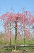 Image result for Prunus subhirtella Autumnalis Pendula Rosea