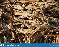Image result for Rotten Corn Pile
