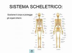 organi interni corpo umano il corpo umano apparati e sistemi ppt scaricare organi interni corpo umano il corpo umano apparati e sistemi ppt scaricare