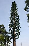 Image result for Monopine Cell Tower