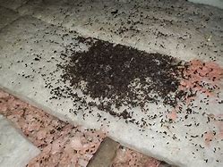 Image result for Bat Guano Dangers