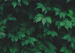 Image result for Aesthetic Green Wallpaper Big Screen