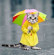 Image result for Grumpy Cat Rain Meme