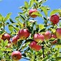 Image result for Types of Fruit Tree Leaves