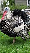 Image result for Narragansett Turkey