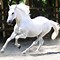 Image result for Cool White Horse Wallpaper