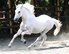 Image result for Horse Pic White Background