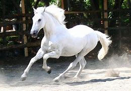 Image result for White Large Horse No Background