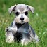 Image result for Miniature Schnauzer Puppy