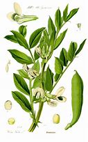 Image result for Faba Bean Icon