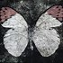 Image result for Grunge Butterfly
