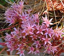 Image result for Sedum spurium Coccineum