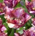 Image result for Tulipa Colour Fusion