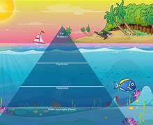 Image result for Ocean Food Chain for Kids