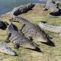 Image result for Crocodile Hunting
