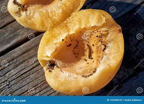 Image result for Mold On Dried Apricots