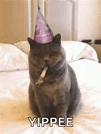 Image result for Yippe Cat Meme
