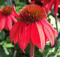 Image result for Echinacea purpurea Red Knee High ®