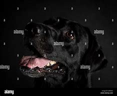 Image result for Black Labrador Retriever