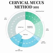Image result for Cervical Mucus Method Chart