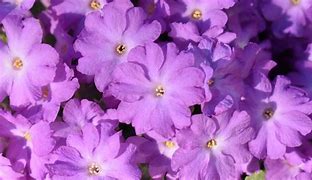 Image result for Primula allionii Joe Elliott