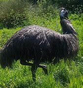 Image result for Female Emu