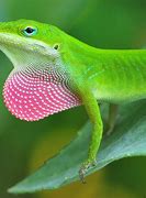 Image result for Green Alone Lizard