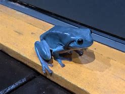Image result for Tropical Tree Frog