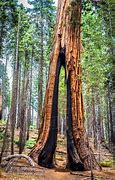 Image result for Largest Redwood Trees California