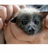 Image result for Wagogus the Baby Fruit Bat