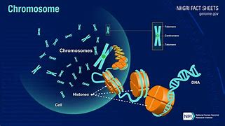 Image result for X Cell Unit