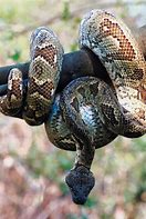 Image result for constrictor