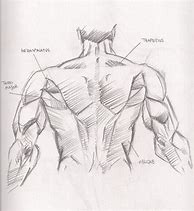 Image result for Back Muscles Drawing