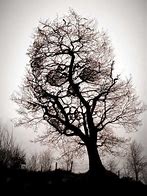 Image result for Little Apple of Death Tree
