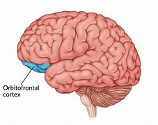 Image result for Corteza Orbitofrontal