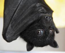 Image result for Black Bat Pic