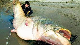 Image result for Biggest Catfish Ever Recorded