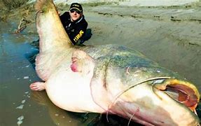 Image result for World Largest Catfish